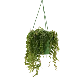 Laatste kans | Peperomia prostrata