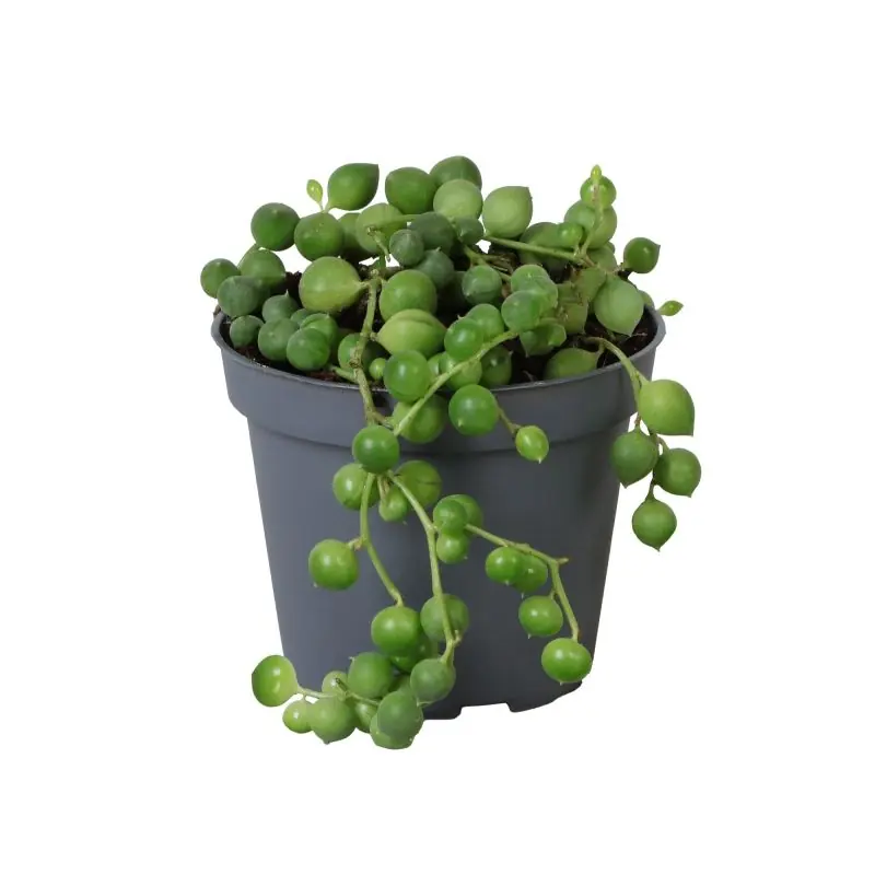 Voordelig - Senecio rowleyanus