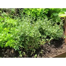 Zeer goed beoordeeld - Thymus serpyllum
