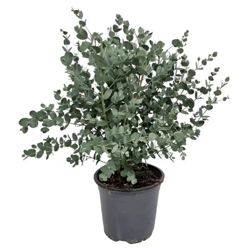 Eucalyptus gunnii | Trending