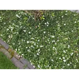 Vinca Gertrude Jekyll | Laatste kans