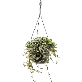 Nieuw product - Pilea glauca