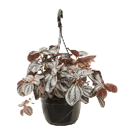 Pilea Norfolk | Eenvoudig retourneren