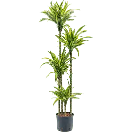 Nog maar een paar beschikbaar | Dracaena lemon lime 175cm