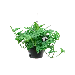 Favoriet van klanten | Monstera Adansonii hangplant M