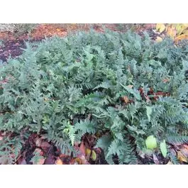 Polypodium vulgare | Uitverkoop