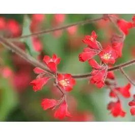 Heuchera Leuchtkafer - Premiumkwaliteit