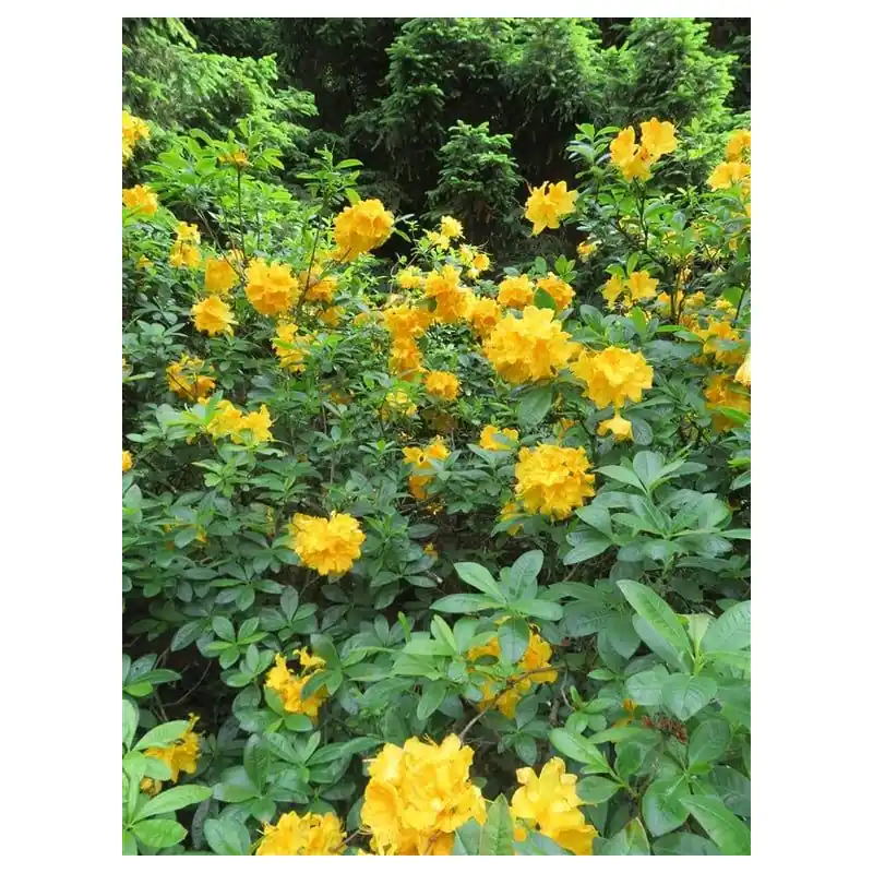 Opruiming | Rhododendron luteum