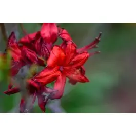 Rhododendron Baden-Baden | Pak je kans