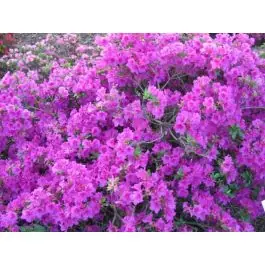 Rhododendron Purple Splendor - Premium