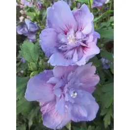 Hibiscus Blue Chiffon - Nu beschikbaar