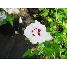 Speciale deal - Hibiscus Speciosus
