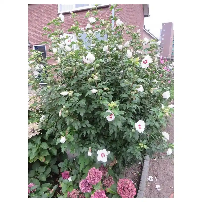 Hibiscus Red Heart | Nieuw