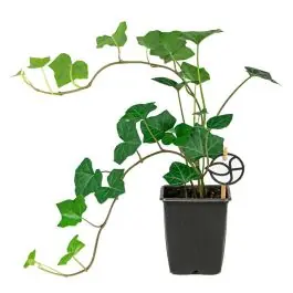 Hedera hibernica - Voordeelprijs