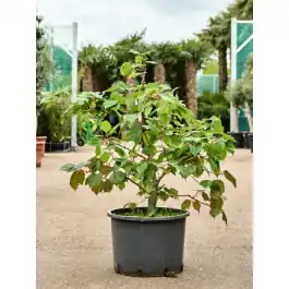 Acer Red Flamingo | Prijsverlaging