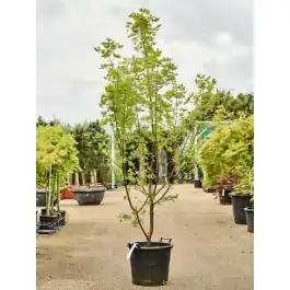 Nieuw binnengekomen | Acer griseum