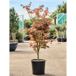 Rechtstreeks van de fabrikant | Acer Green