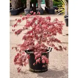 Outlet | Acer Inaba-shidare