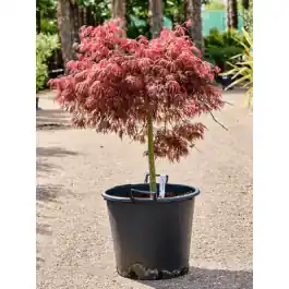 Acer Pendulum Julian | Extra voordeel