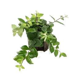 Actieprijs | Aeschynanthus Variegata
