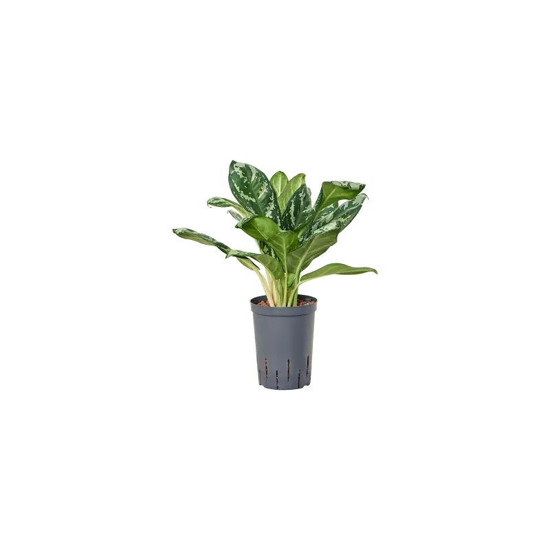 Aglaonema Amazon Silver | Veilige betaling