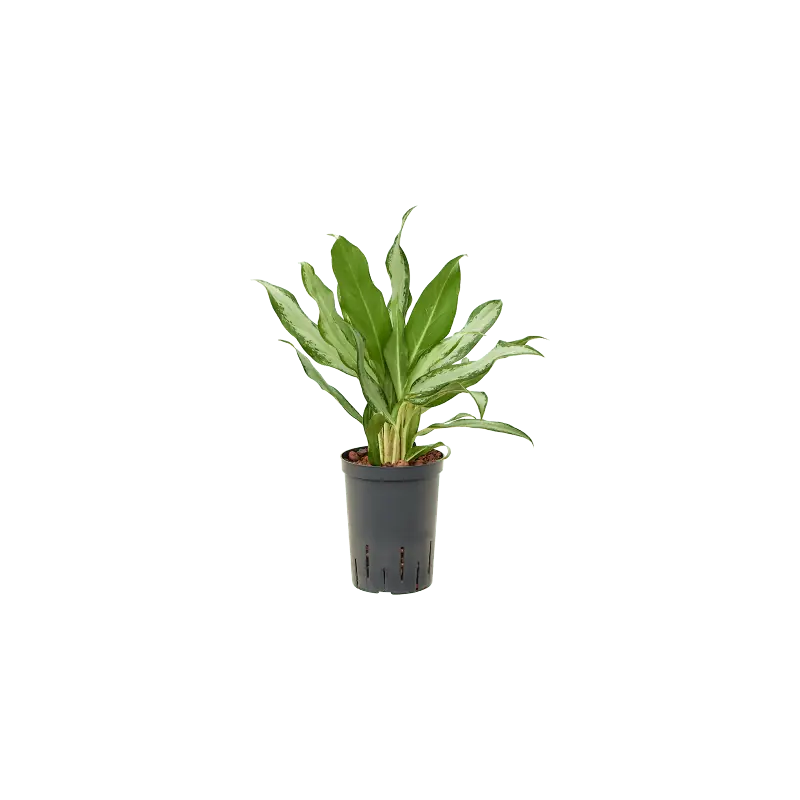 Aglaonema Silver Lance | Voorraad bijna op