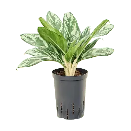 Aglaonema Maria Achtan - Profiteer nu