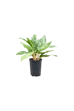 Aanrader - Aglaonema Pavo real