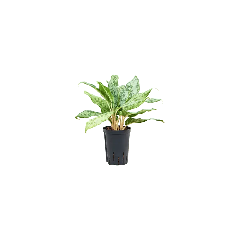 Aanrader - Aglaonema Pavo real