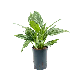 Aanbieding | Aglaonema Splash