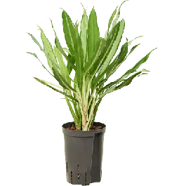 Topdeal | Aglaonema White lance