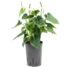 Anthurium Sierra White - Opruiming