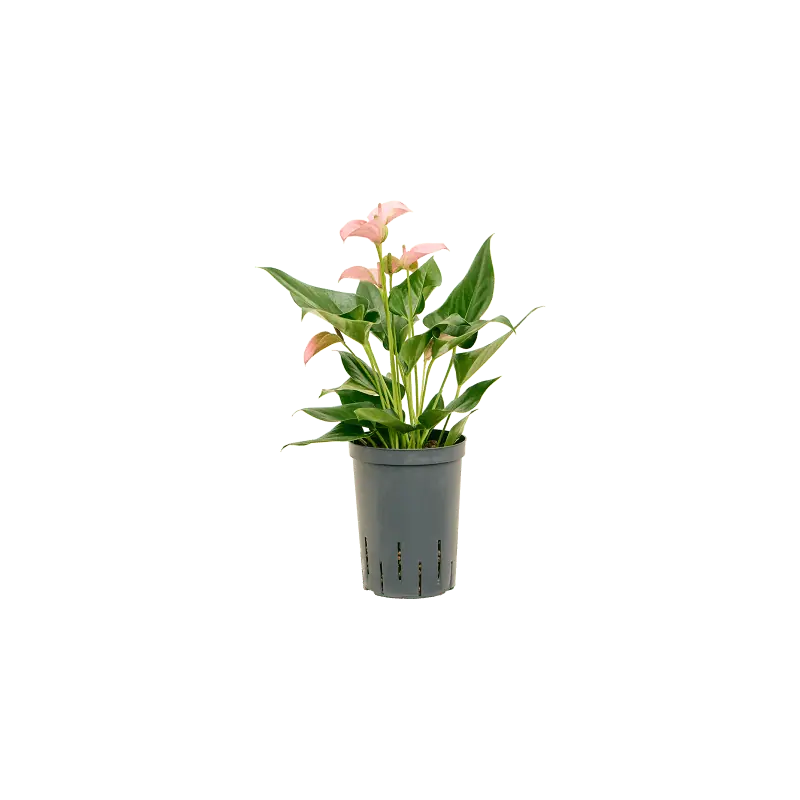 Uitverkoop - Anthurium Joli
