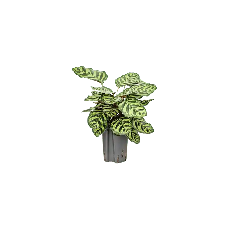 Calathea Makoyana - Outlet