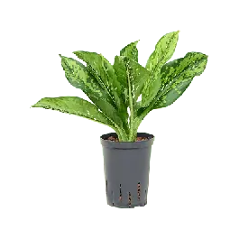 Nog maar enkele beschikbaar - Dieffenbachia Crocodile