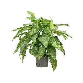 Dieffenbachia Spotty | Laatste dagen