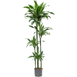 Veilige betaling - Dracaena Arturo 4-stam
