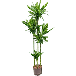 Dracaena Cintho 4-stam - Goed beoordeeld