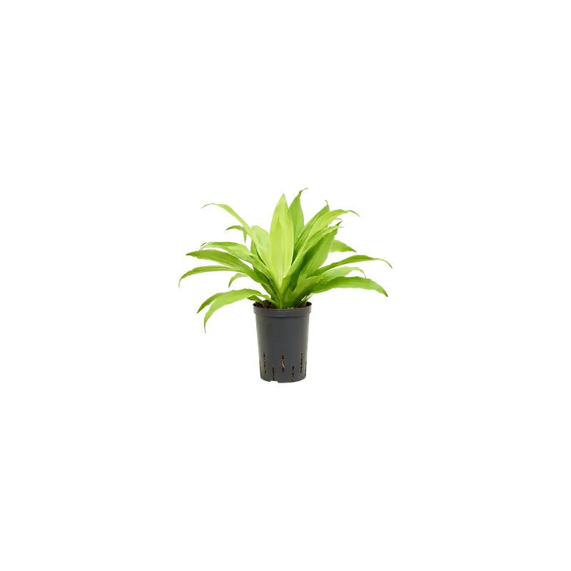 Direct beschikbaar - Dracaena Limelight