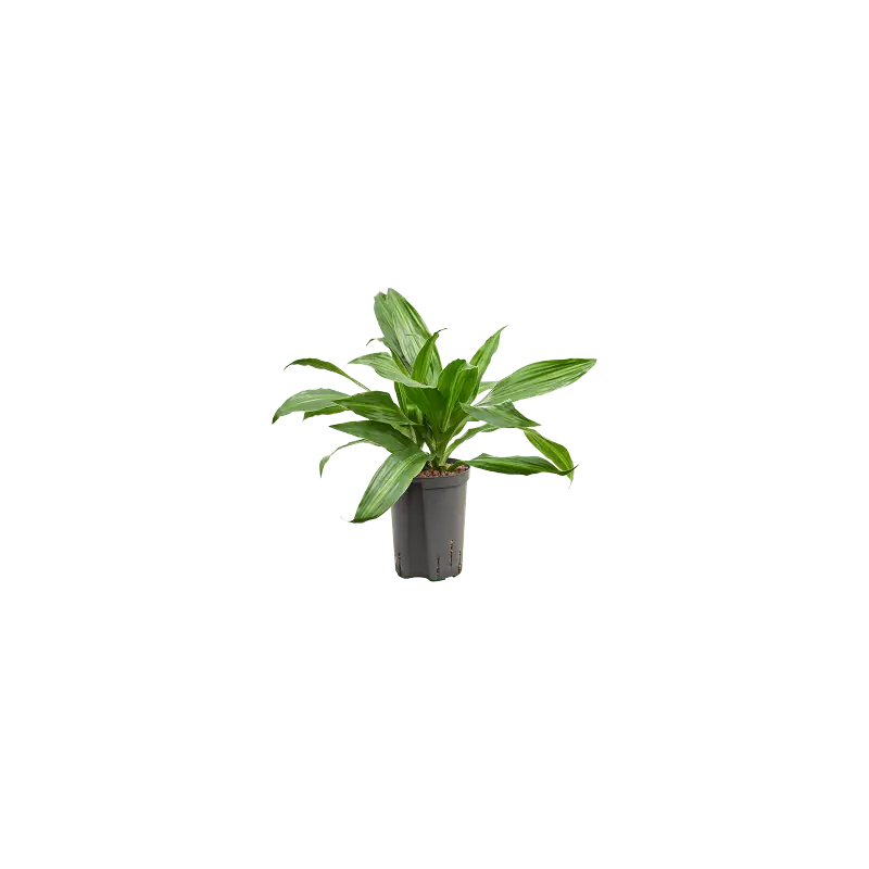 Tijdelijke aanbieding | Dracaena Rainbow