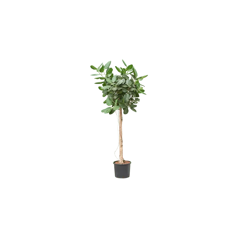 Ficus Audrey op stam | Speciale aanbieding
