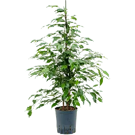 Ficus Danita - Alleen vandaag