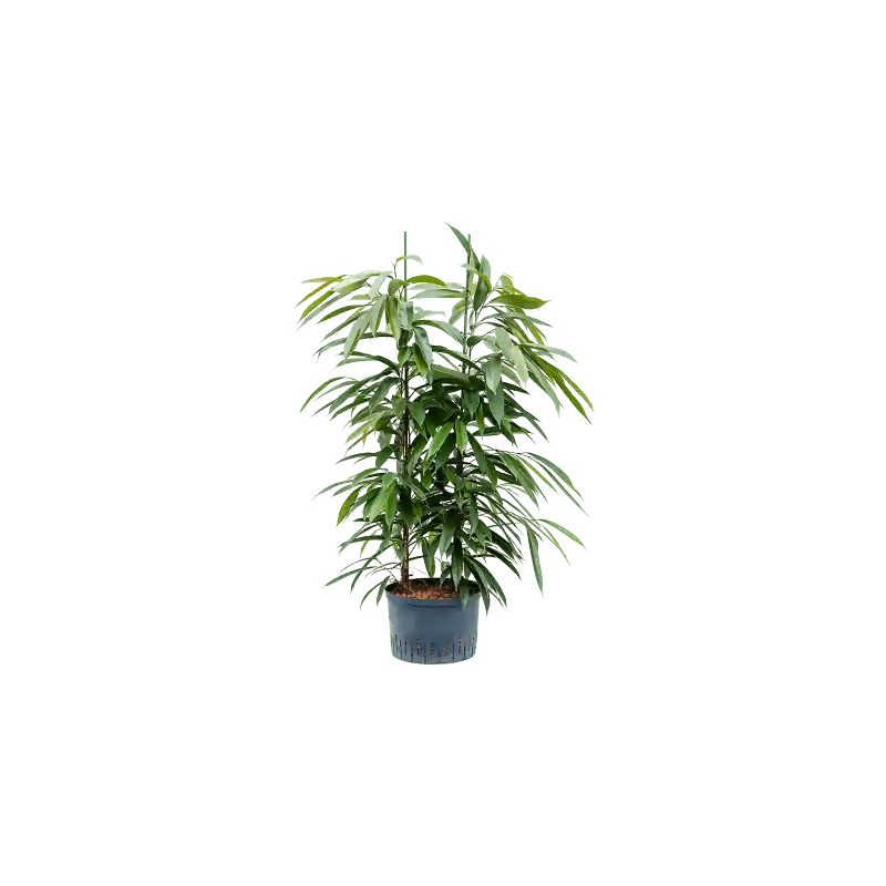 Ficus Amstel King toef | Zolang de voorraad strekt