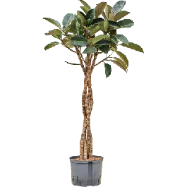Voeg toe aan winkelwagen | Ficus Elastica Burgundy gevlochten stam
