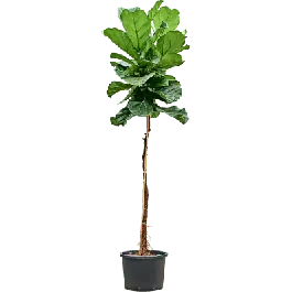 Ficus Lyrata op stam | Premium