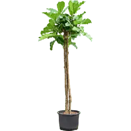 Flitsaanbieding | Ficus Lyrata op stam
