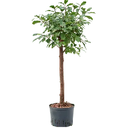 Ficus Reflexa op stam | Prijsverlaging