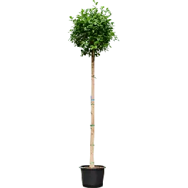 Ficus Moclame op stam - Zojuist toegevoegd