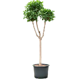Bespaar meer - Ficus Microcarpa Moclame pon pon