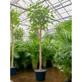 Korting | Ficus religiosa op stam